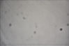 Filename=Flat_25x0-015cc_Rot.jpg
Filesize=26KB
Dimensions=800x532
Date added=Apr 27, 2009 Flat_25x0-015cc_Rot.jpg